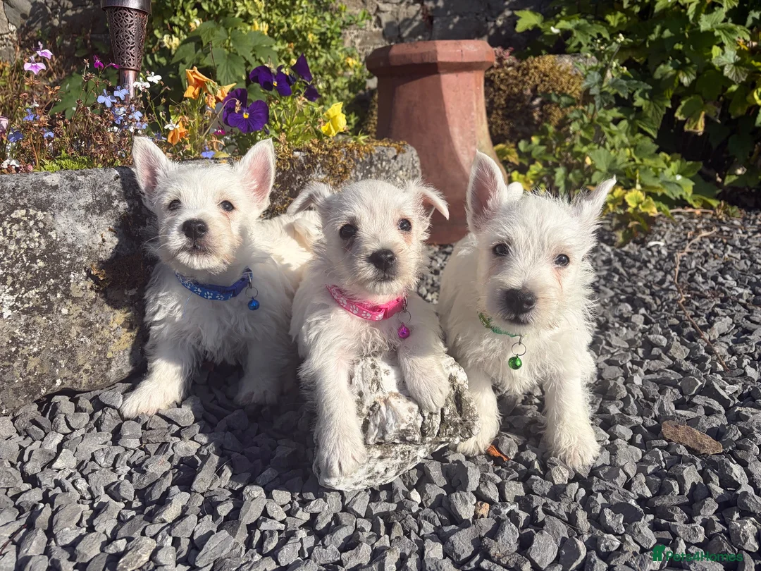 West Highland Terrier dogs for sale: Gorgeous West Highland Terrier Puppies in Llandeilo - Advert 2