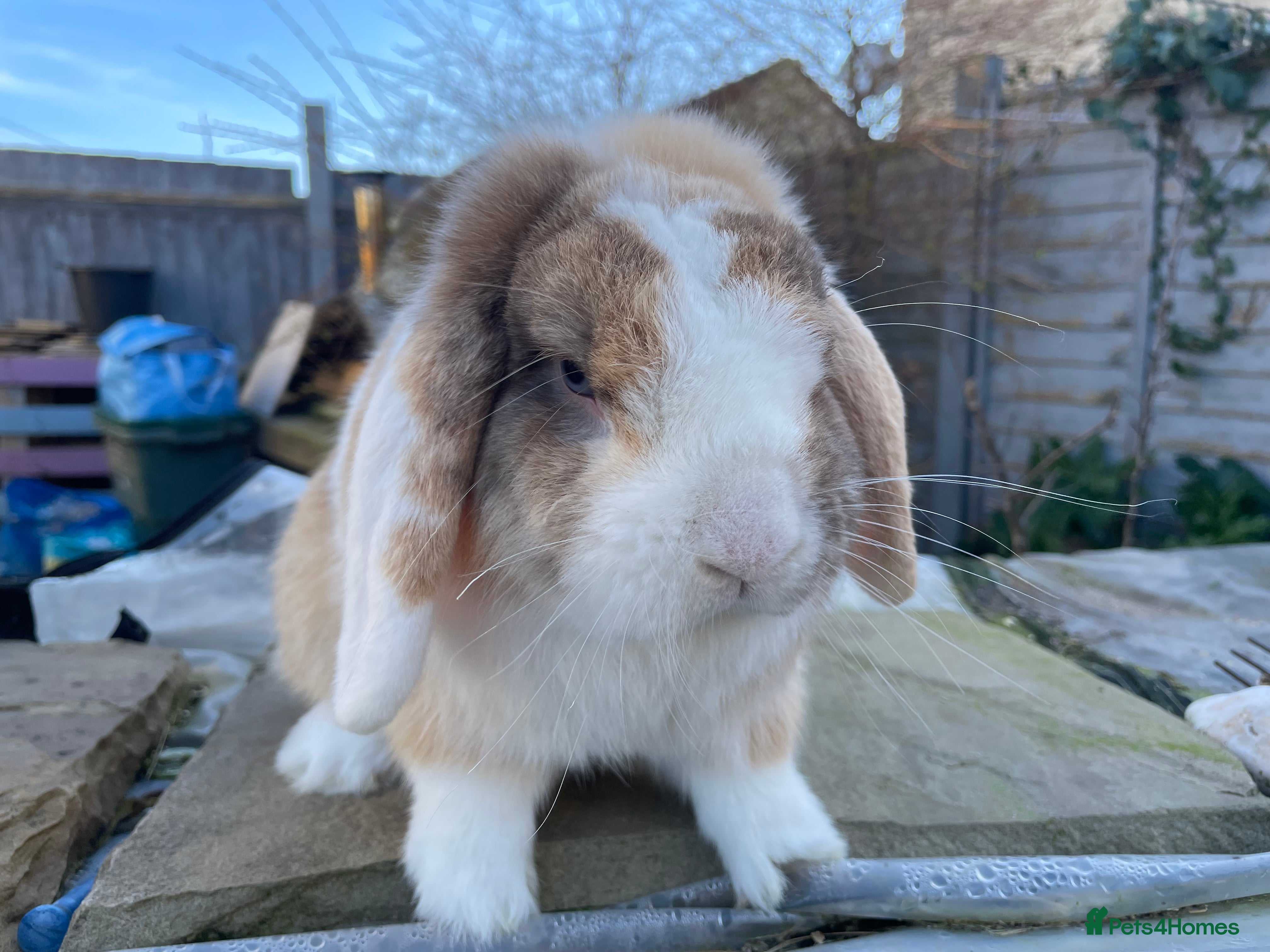 Mini Lop rabbits Mini lop buck for sale - Advert 15