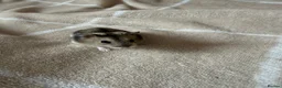 Hamster rodents for sale: 7 Russian dwarf hamsters  in Bootle - Advert 4