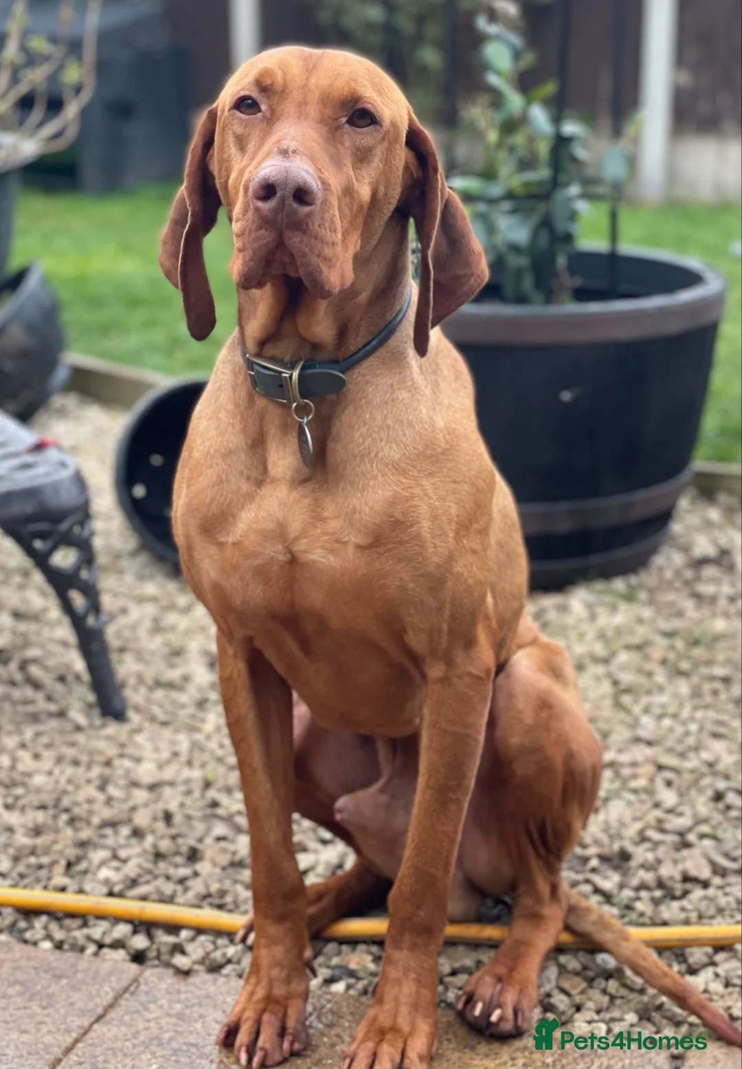 Hungarian Vizsla dogs for stud: The famous HJ Champion  Johnnie Walker at stud in Loughborough - Advert 2
