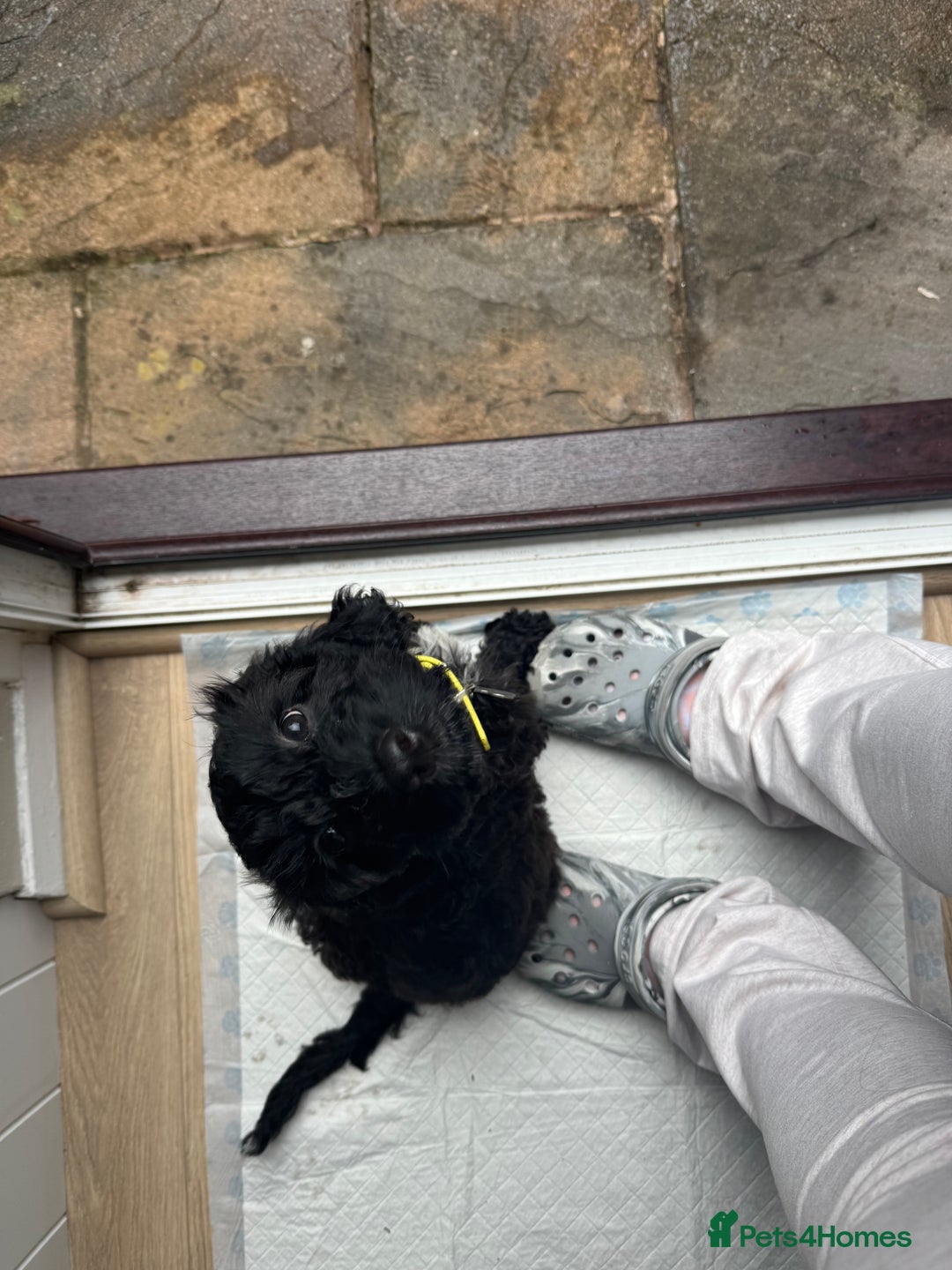 Cockapoo dogs for sale: Male F1B cockapoo - Advert 10