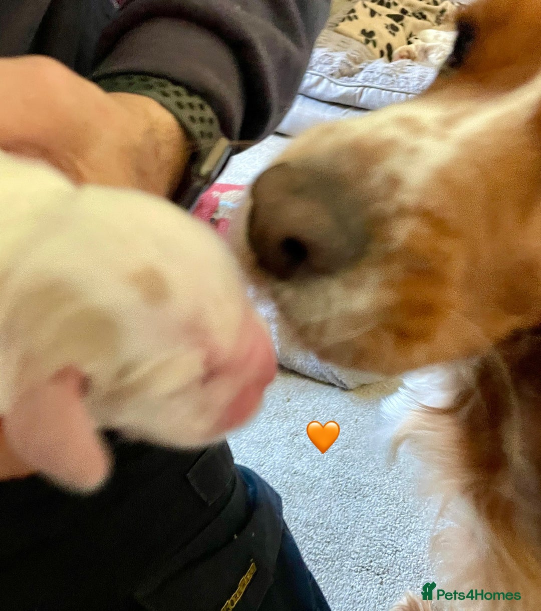 Cocker Spaniel dogs for sale: Your “furever” friend is here - Advert 25