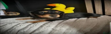 Miniature Dachshund 1