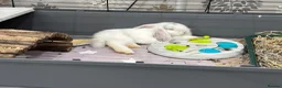 Mini Lop rabbits for sale: Please read advert - 1 lovely young mini lop male - Advert 13