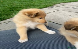 Shetland Sheepdog dogs for sale: Shetland sheepdog for sale - Image 2
