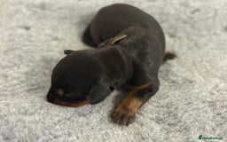 Dobermann dogs for sale: 🌟🌟KC Dobermanns - 38+ Champions in Bloodline🌟🌟 in London - Image 5