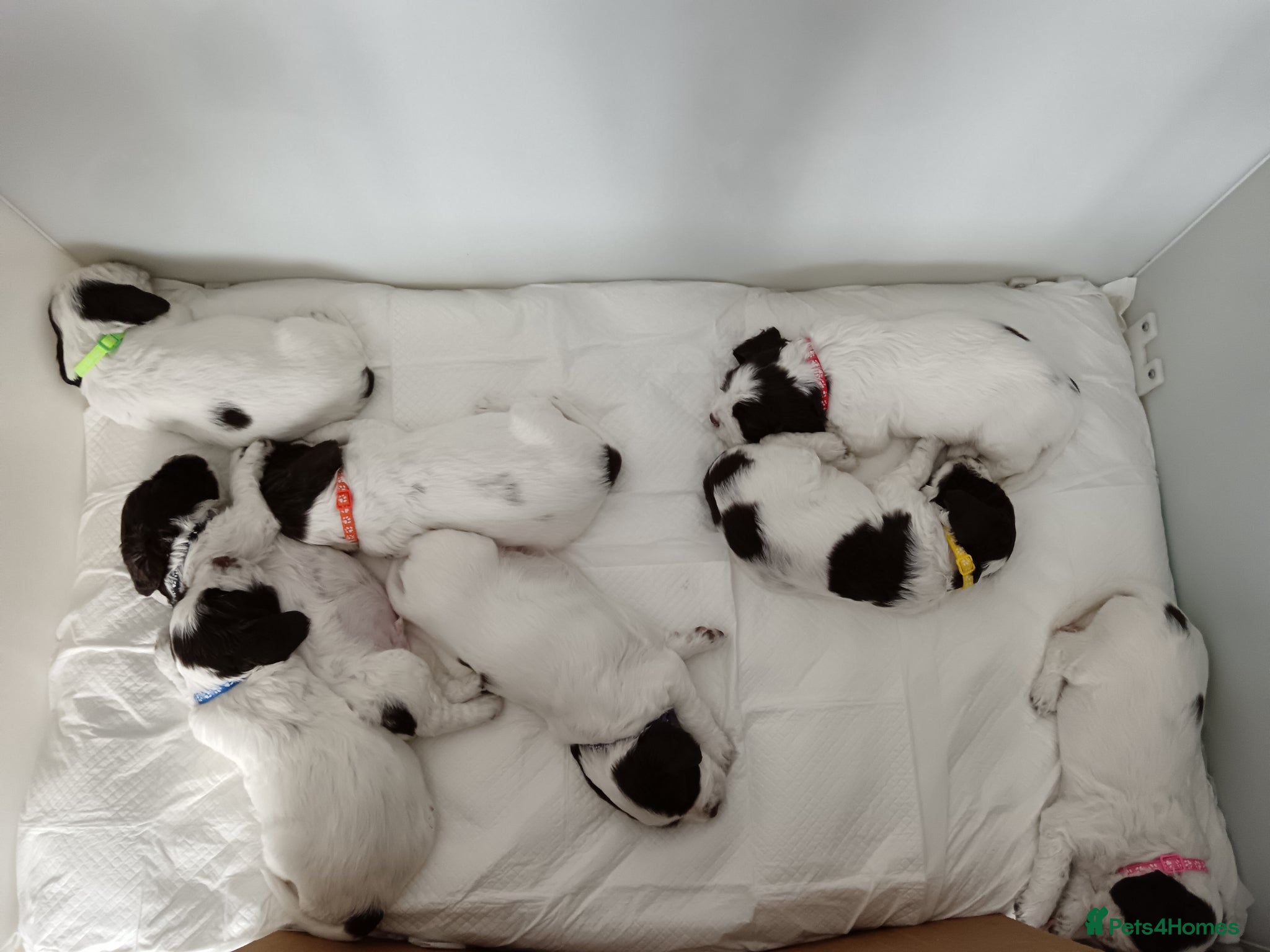 English Springer Spaniel dogs for sale: Springer Spaniel Puppies for Sale –  - Advert 1