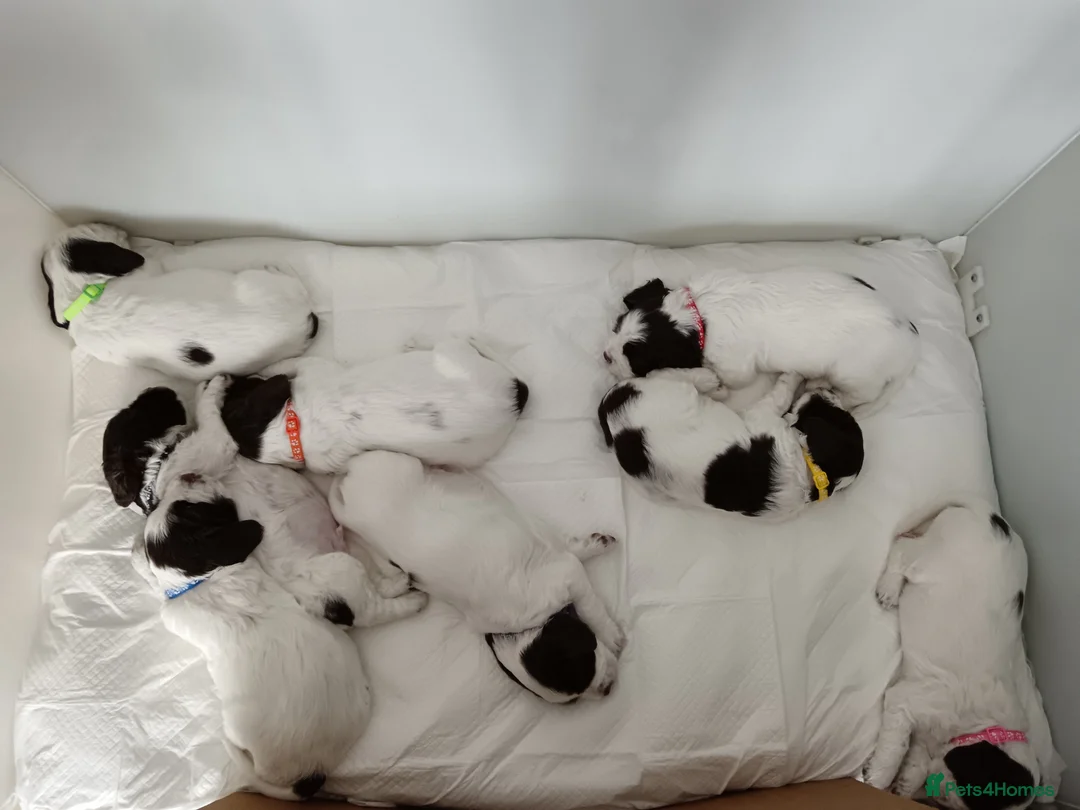 English Springer Spaniel dogs for sale: Springer Spaniel Puppies for Sale –  - Advert 1