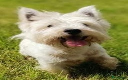 West Highland Terrier dogs for stud: For stud in Consett - Image 1