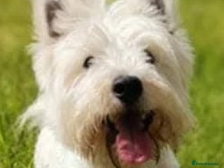 West Highland Terrier dogs in Consett - Advert 7