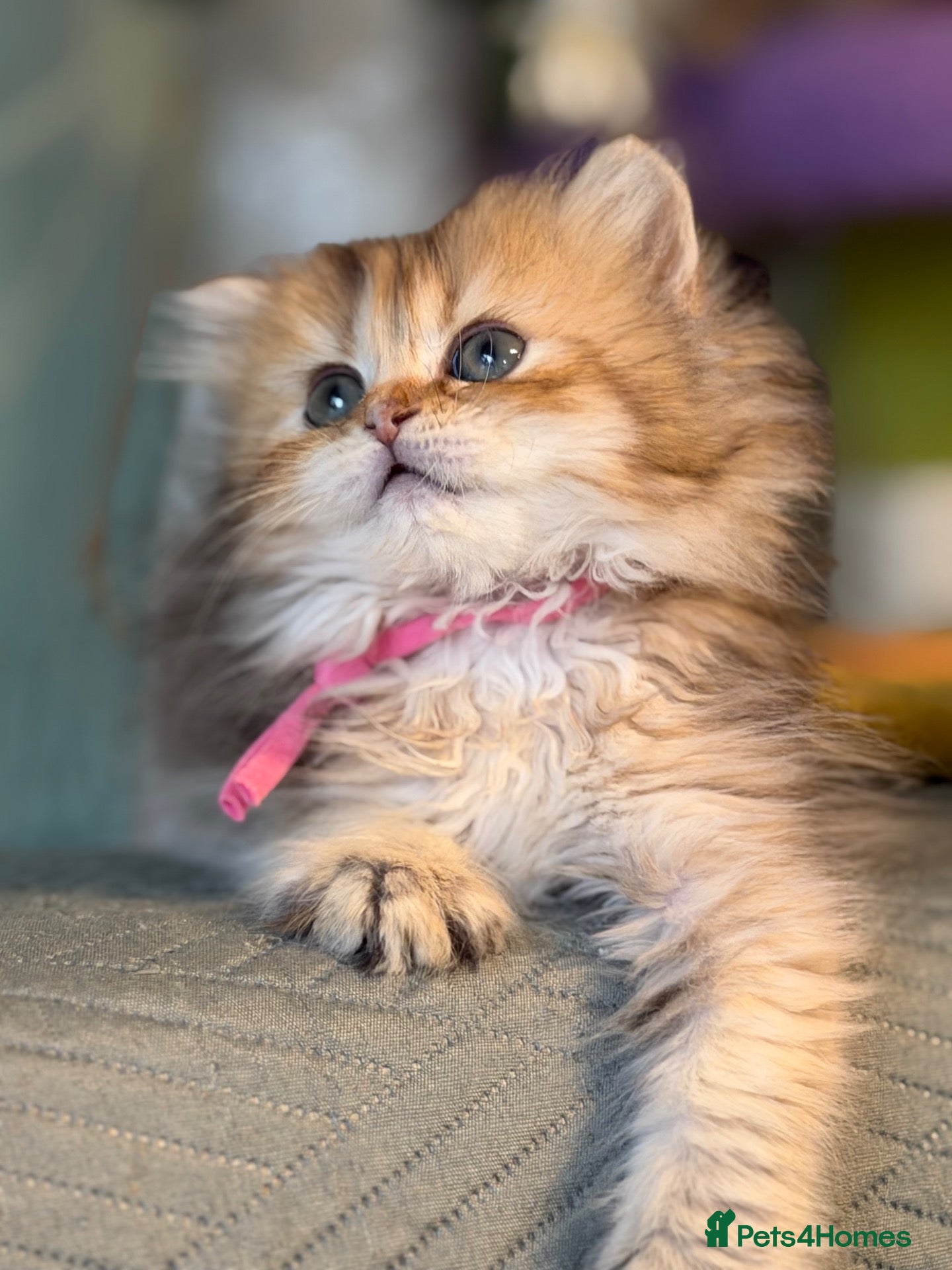 British Shorthair cats British sh/longhair odd/blue eyed golden kittens - Advert 6