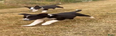 Border Collie 2