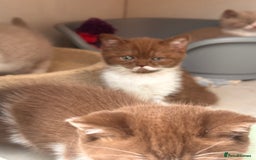 British Shorthair cats for sale: Champion Parents - Bi Colour  British Shorthair  - Image 4