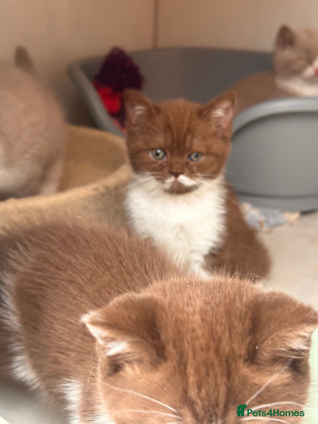 British Shorthair cats for sale: Champion Parents - Bi Colour  British Shorthair  - Image 4