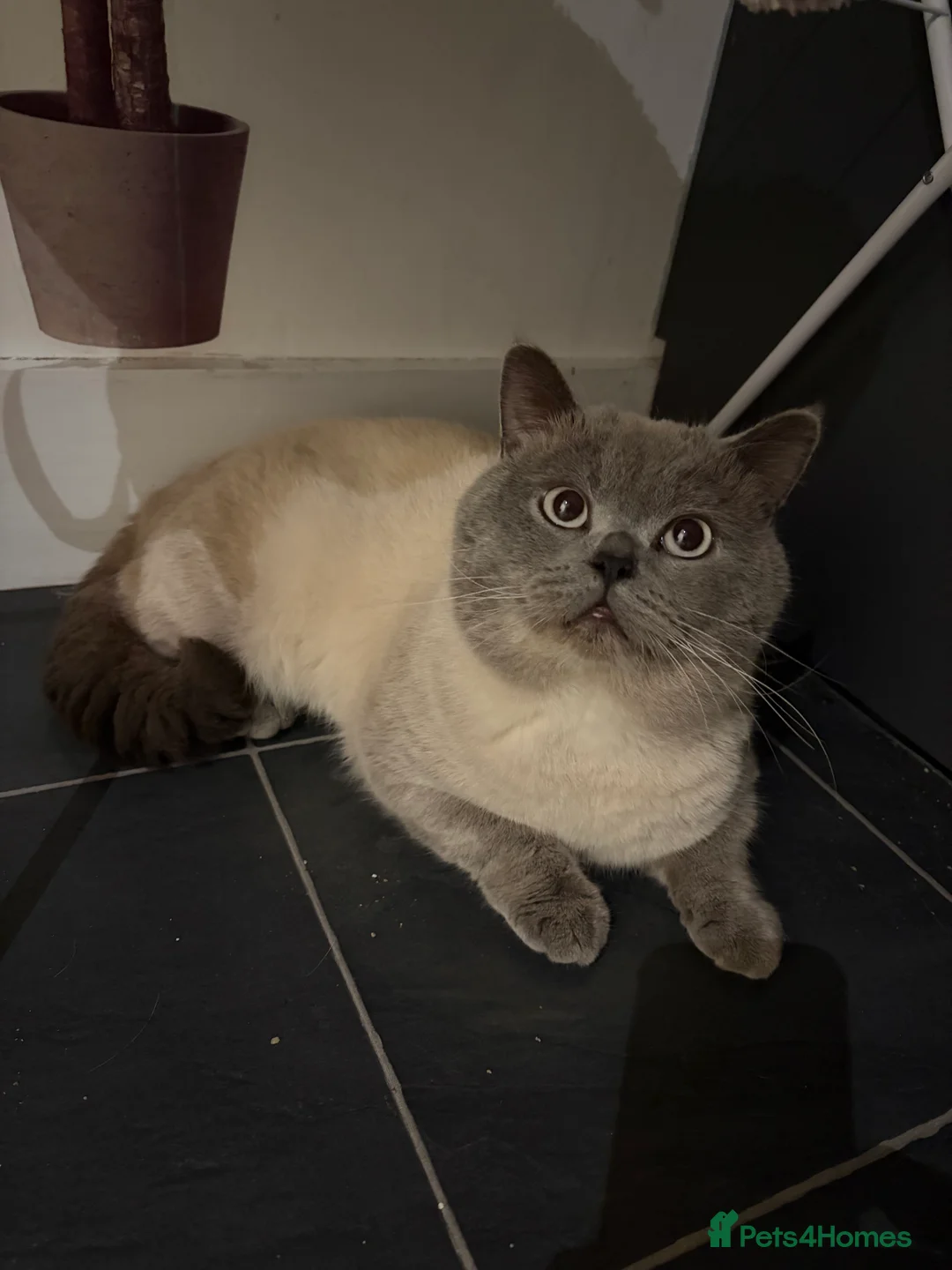 British Shorthair cats for sale: 2 year old British short haired cat - Advert 3