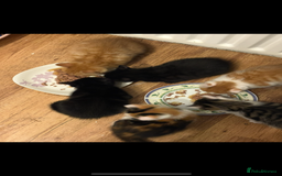 Mixed Breed cats for sale: 6 kitten kittens looking for there forever homes  - Image 2