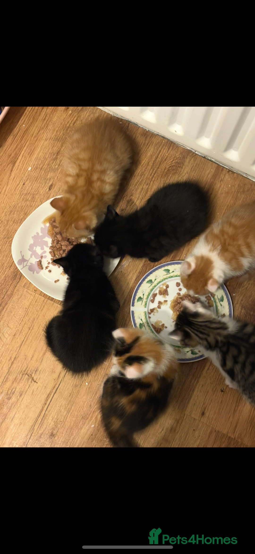 Mixed Breed cats for sale: 6 kitten kittens looking for there forever homes  - Image 2