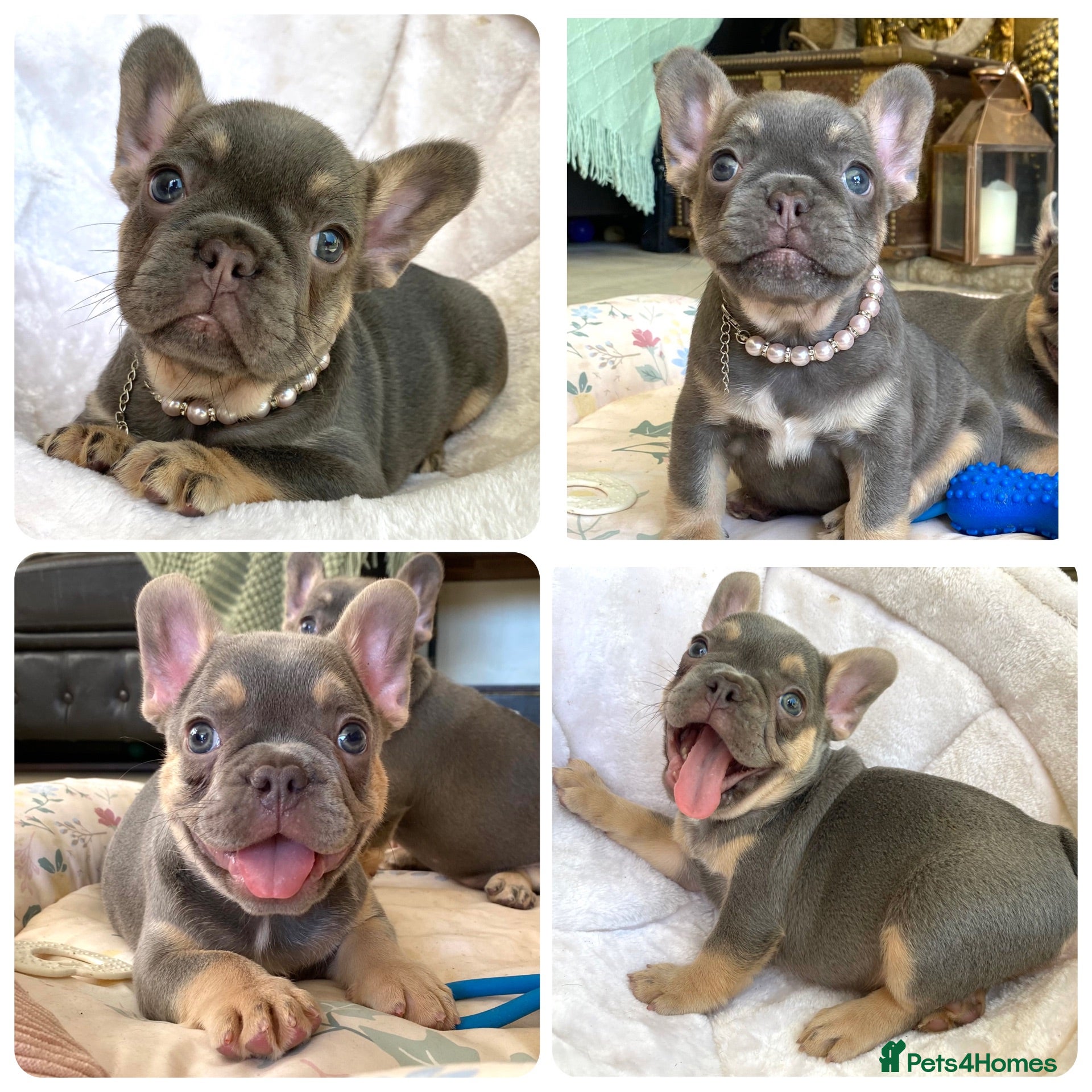 French Bulldog dogs 2 LEFT!! TOP QUALITY FRENCH BULLDOG PUPPIES - Advert 1