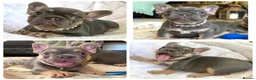 French Bulldog dogs for sale: 2 LEFT!! TOP QUALITY FRENCH BULLDOG PUPPIES - Advert 1