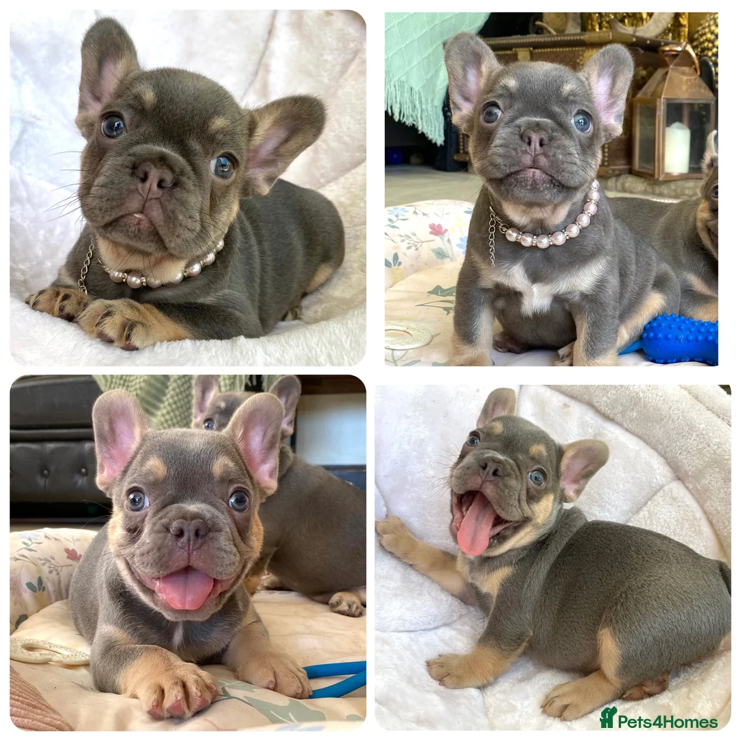 French Bulldog dogs for sale: 2 LEFT!! TOP QUALITY FRENCH BULLDOG PUPPIES - Advert 1