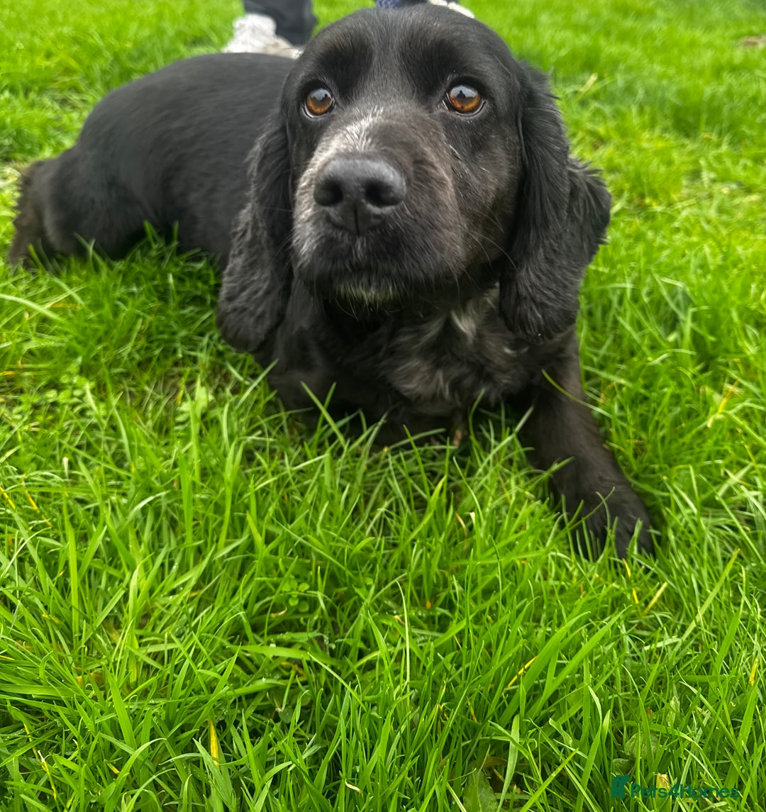 Cocker Spaniel dogs for sale: Health Tested Clear KC Registered Working Cockers - Advert 32
