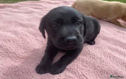 Labrador Retriever dogs for sale: Labrador (working) puppies - Image 11