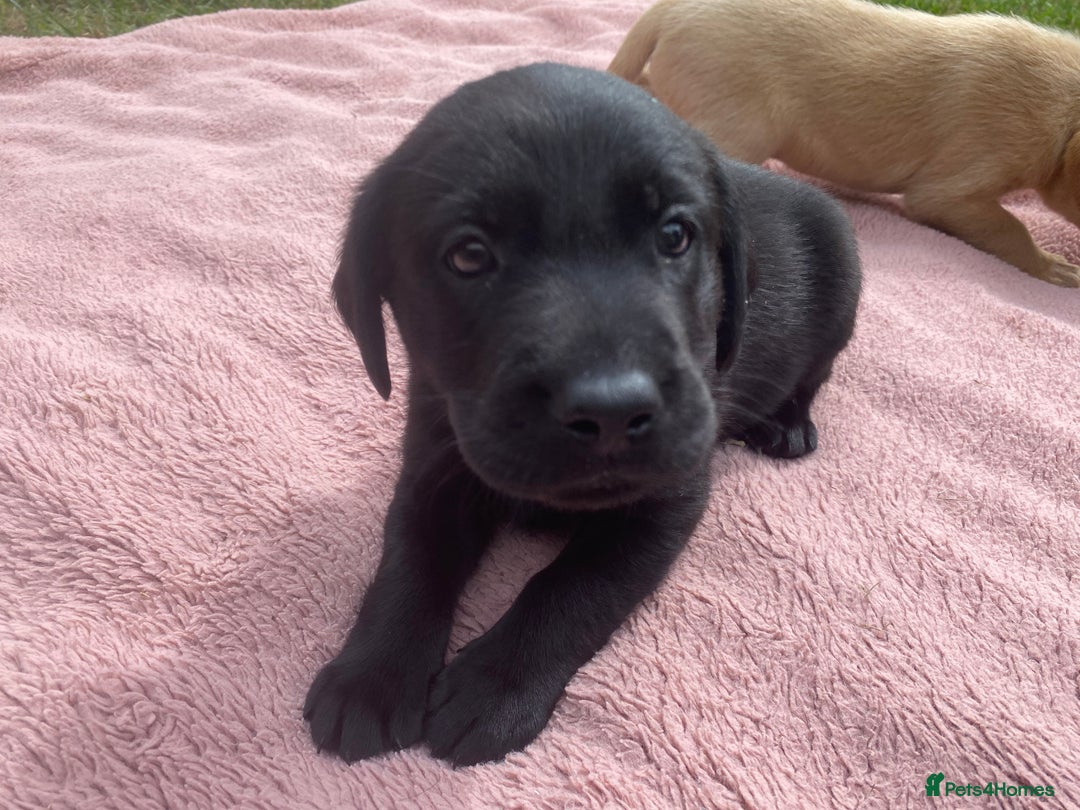 Labrador Retriever dogs for sale: Labrador (working) puppies - Image 11