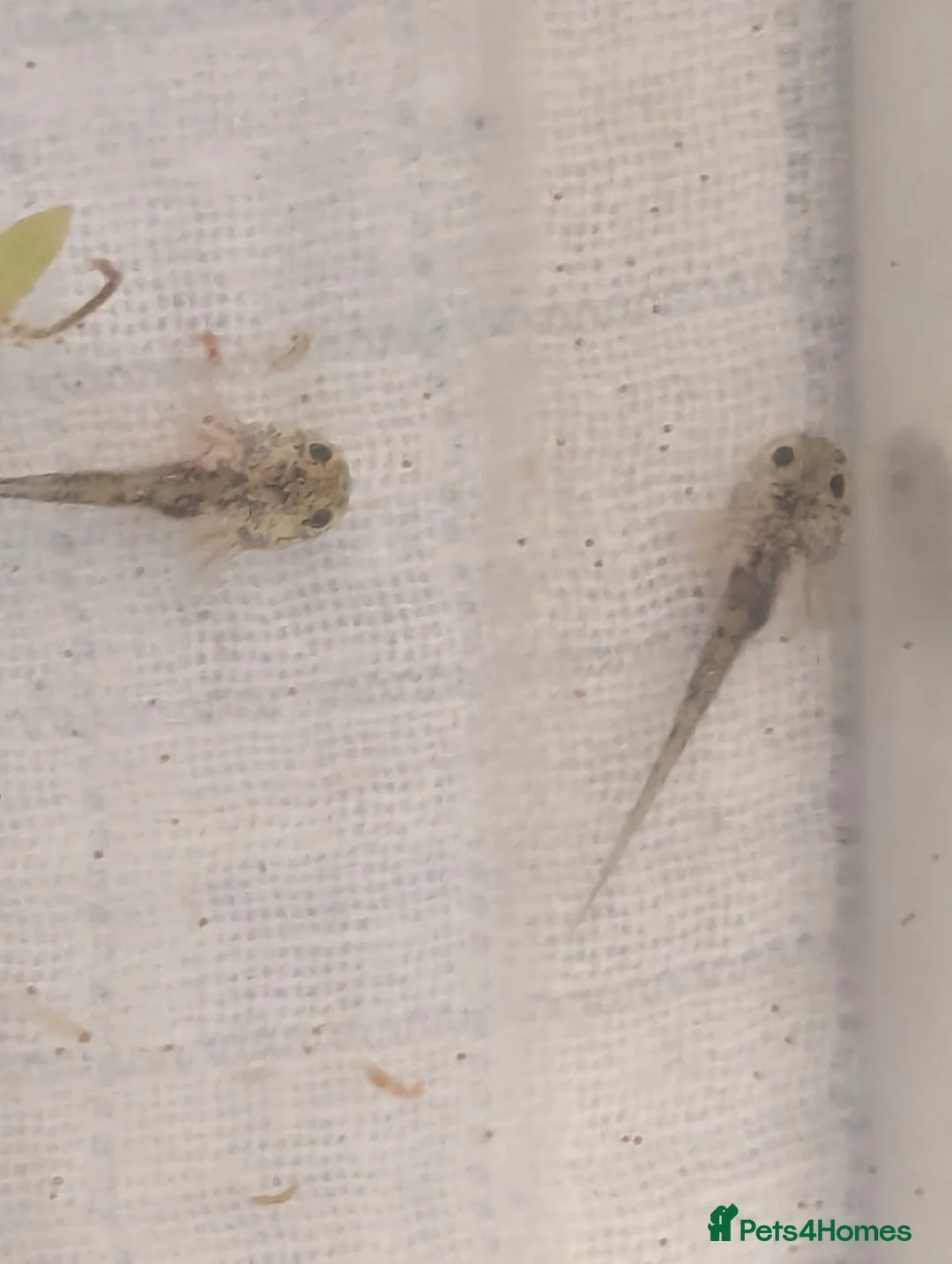 Axolotl reptiles for sale: Baby axoltis  - Advert 2