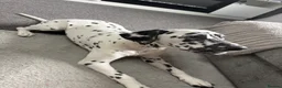 Dalmatian dogs for sale: KC Registered Deaf Dalmatian 7 Months Old - Advert 5