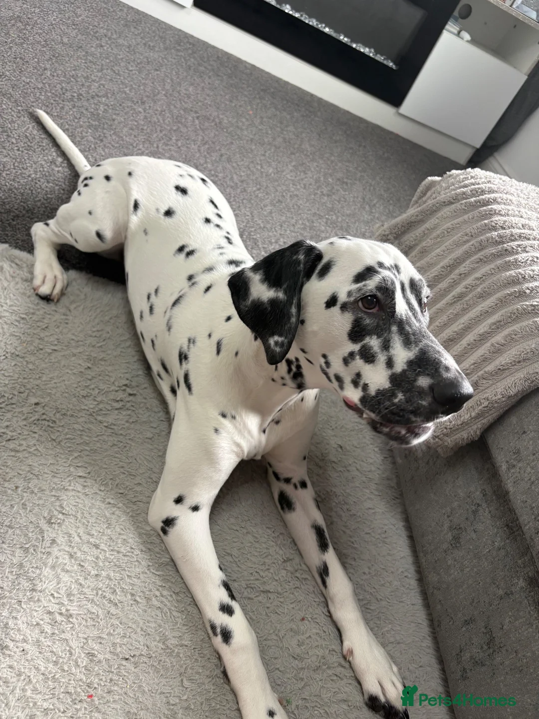 Dalmatian dogs for sale: KC Registered Deaf Dalmatian 7 Months Old - Advert 5
