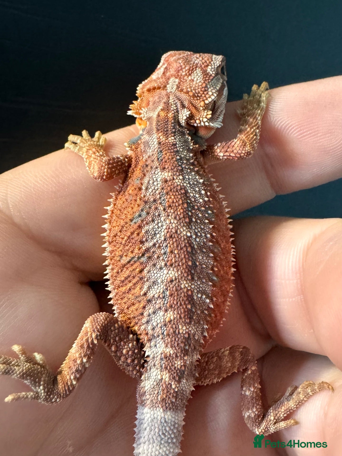 Bearded Dragon reptiles Red Monster blue bar and G stripe possible Chroma  - Advert 2