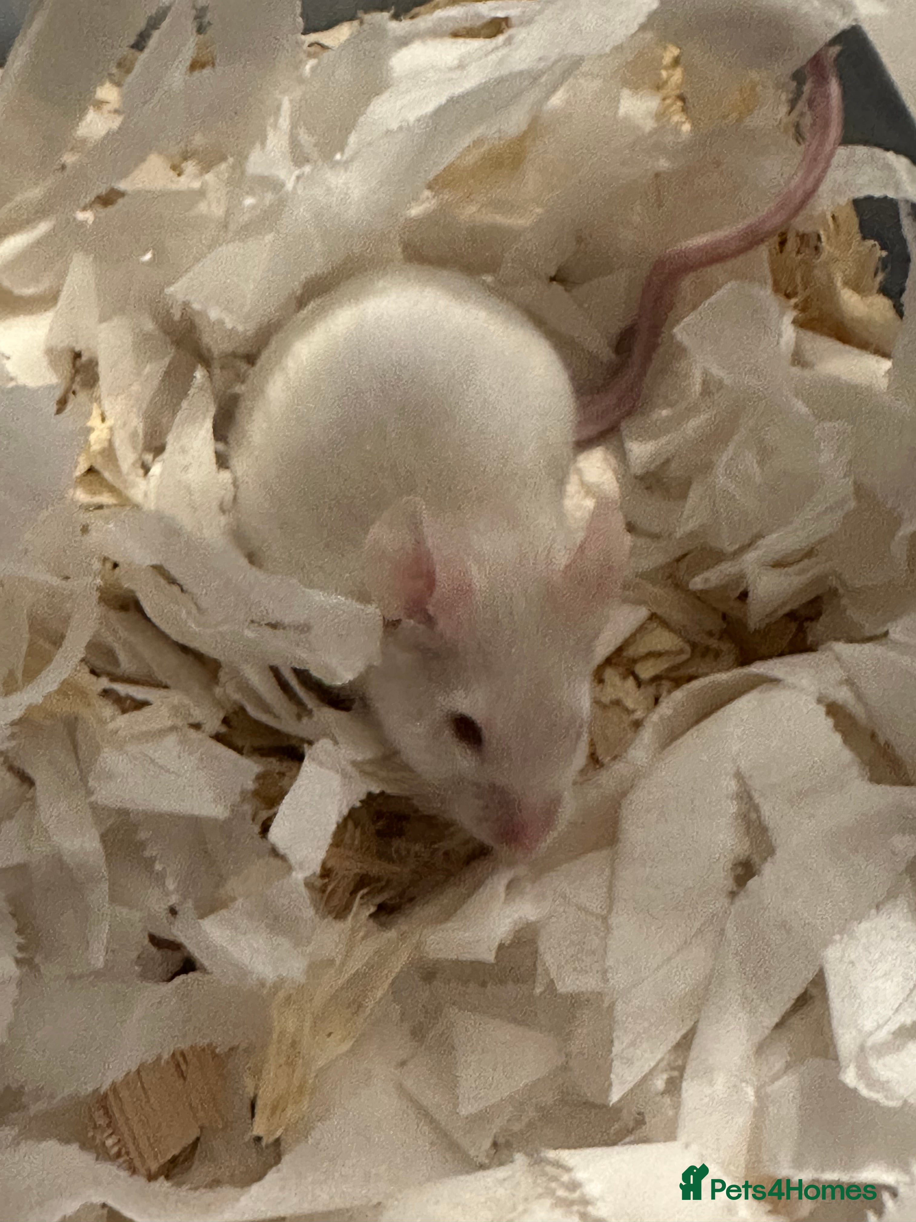 Mouse rodents 3 male fancy mice  - Advert 1