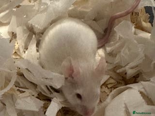 Mouse rodents 3 male fancy mice - Advert 1