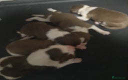 Border Collie dogs for sale: 9 beautiful border collie pups - Image 3