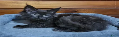 Black smoke male 