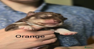 Siberian Husky dogs - Advert 3