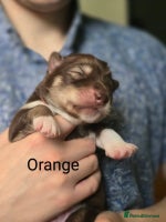 Siberian Husky dogs - Advert 11