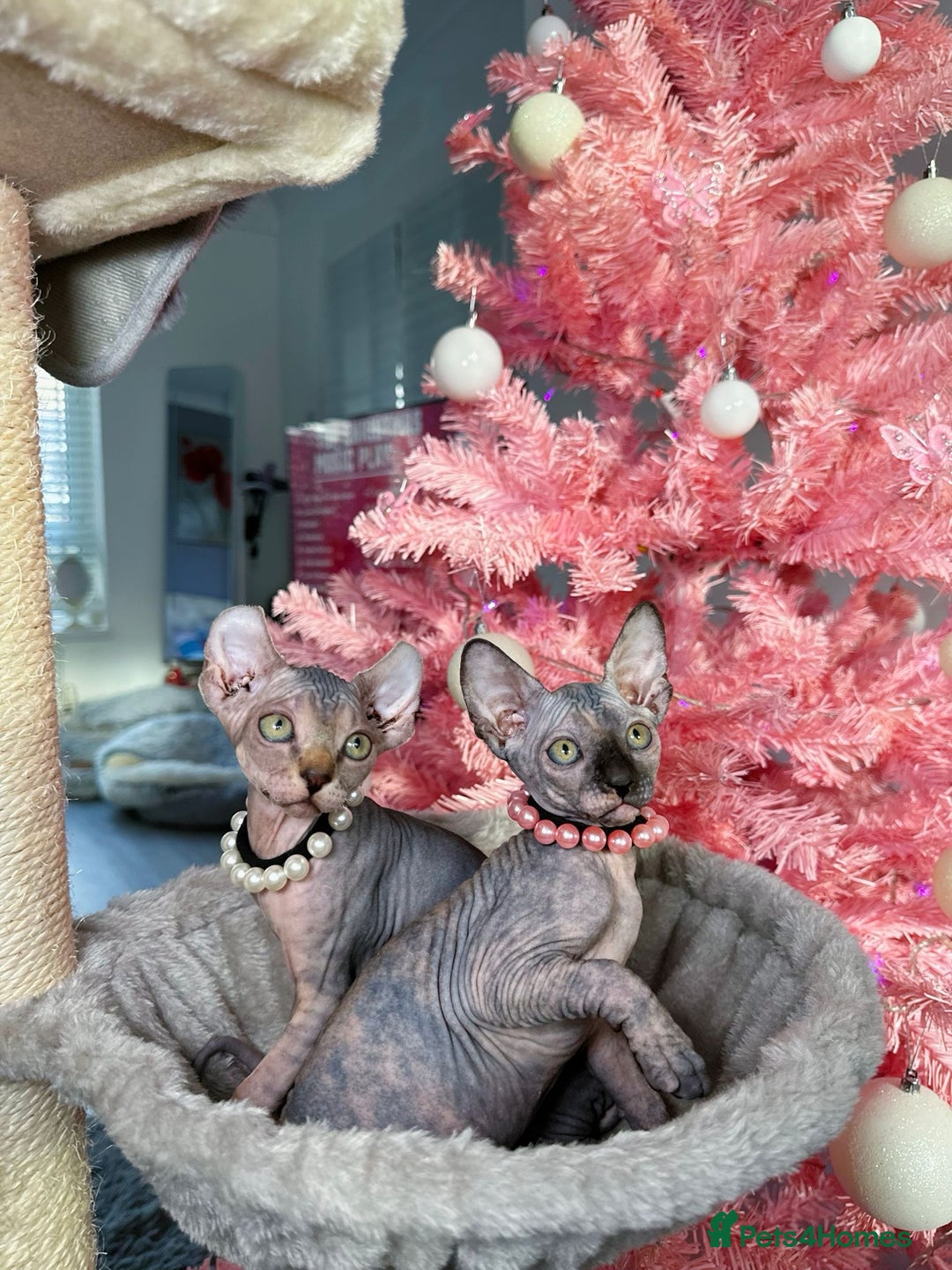 Sphynx cats for sale: 🌟 Stunning Sphynx & Elf Kittens  - Advert 11