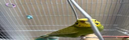 Budgerigars birds for sale: Pair of budgies  - Advert 5
