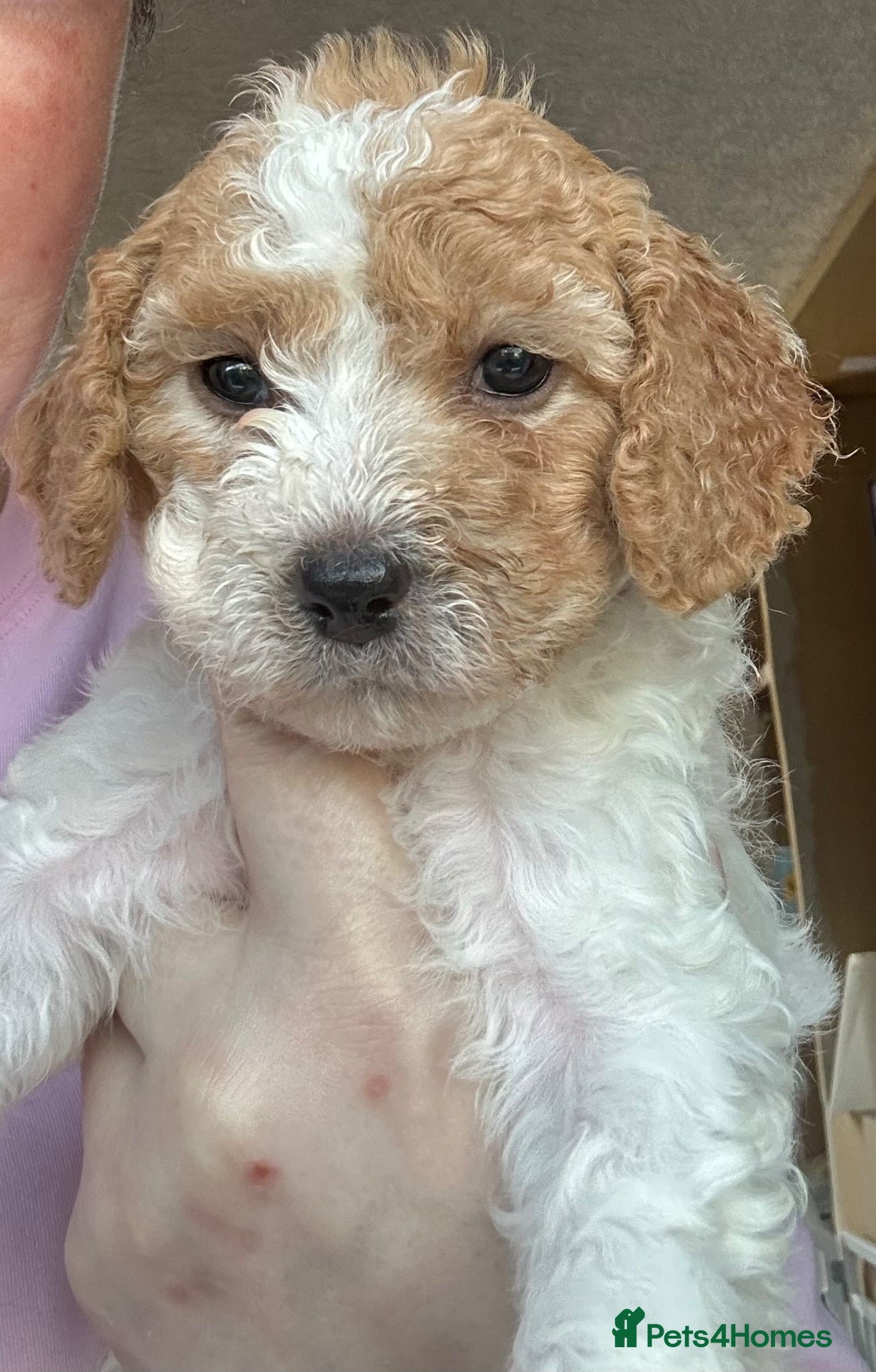 Cavapoochon dogs Beautiful Spring Cavapoochon Cockapoo Puppies  - Advert 2