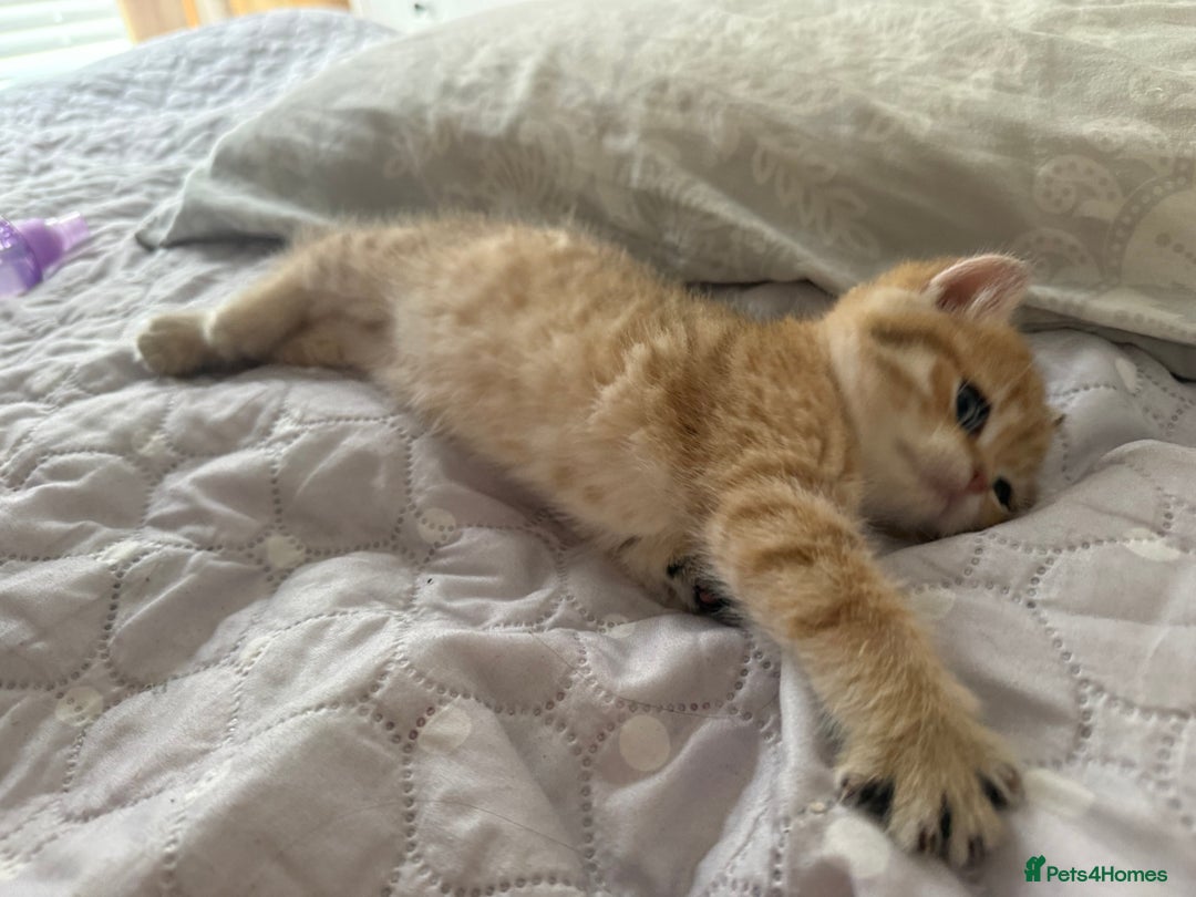 British Shorthair cats for sale: SOLD Sired by Champion FIFE dad -  Golden BSH - Image 23