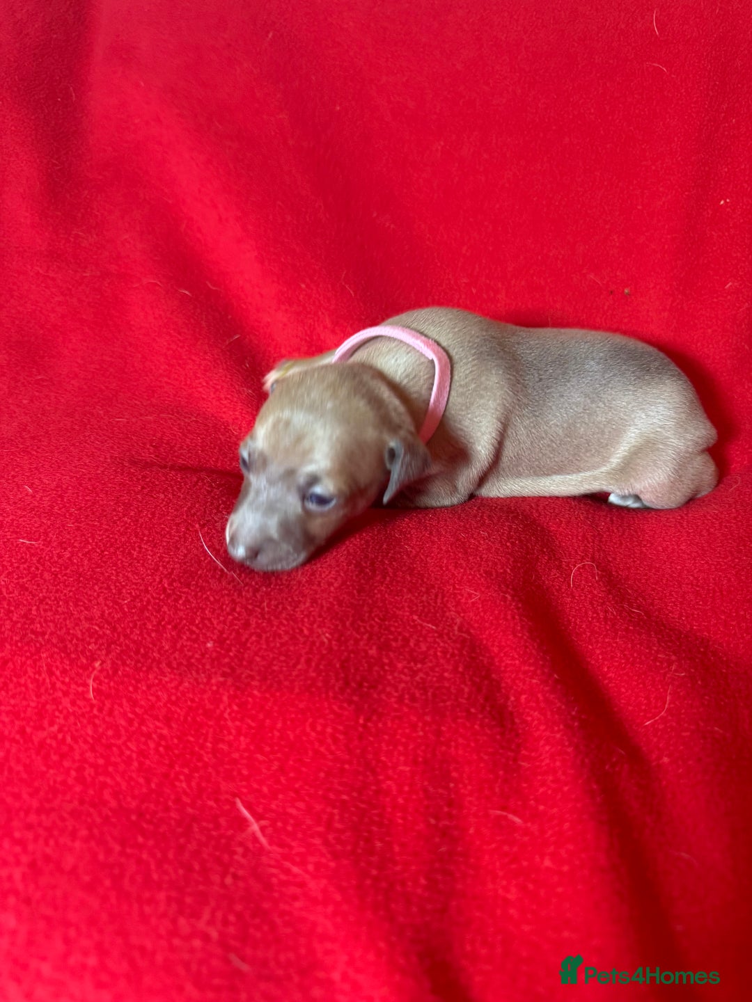 Italian Greyhound dogs for sale: KC registered Perfect Italian greyhound puppies  - Advert 13