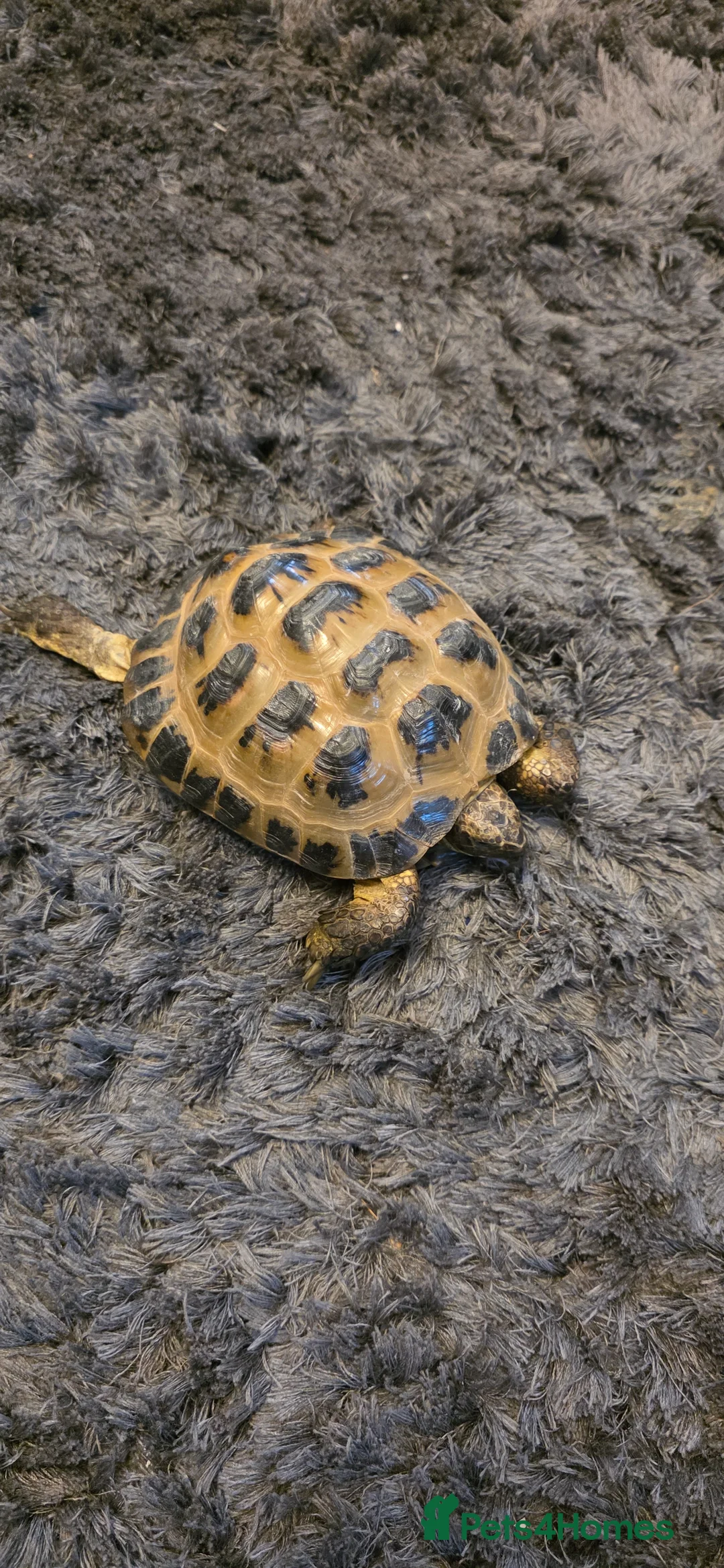 Hermann Tortoise reptiles for sale: Hermann tortoise for sale 🐢 - Advert 4