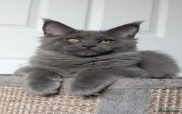 Maine Coon cats for sale: Maine coon kitten. Tica registered - Image 6