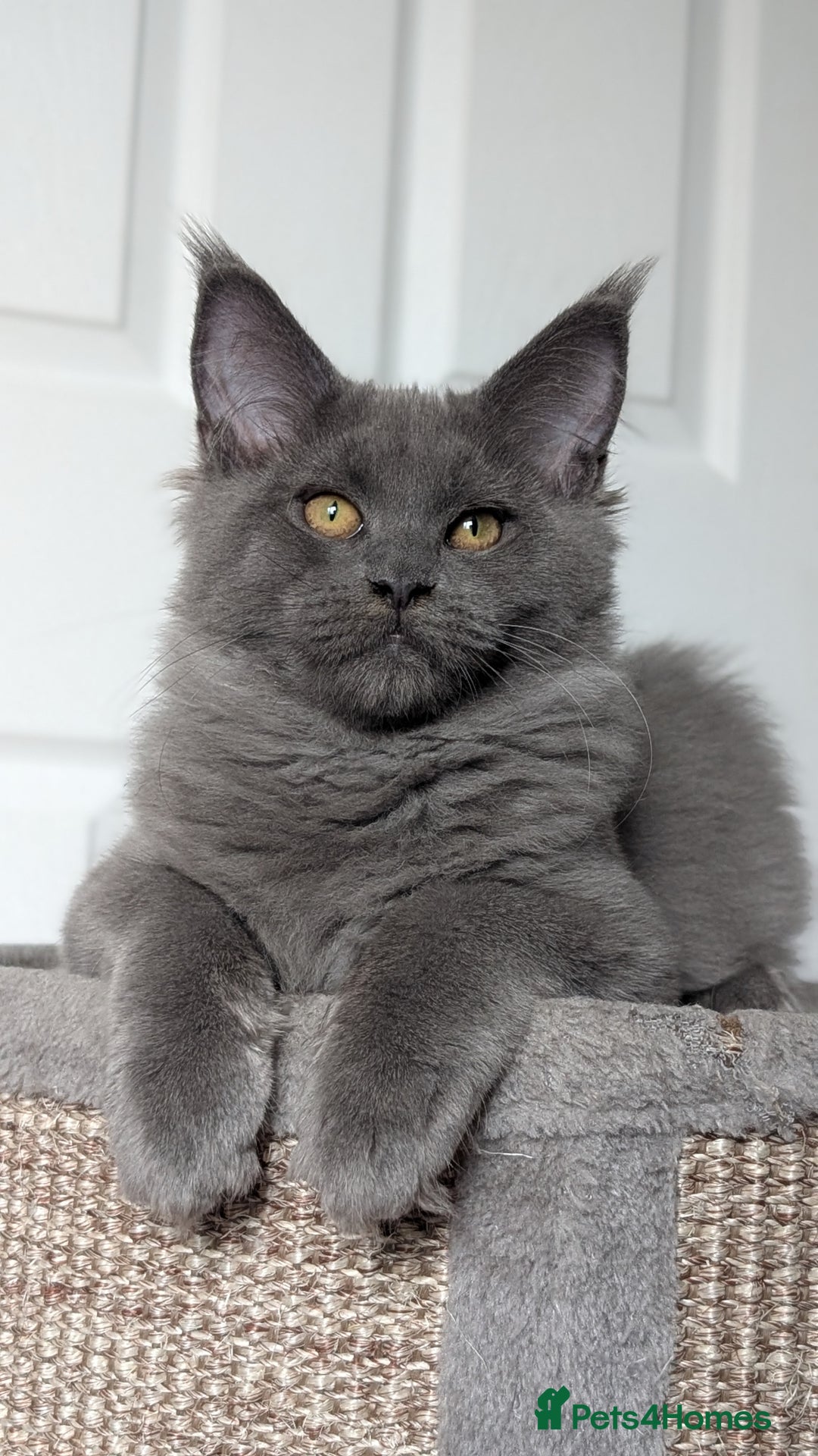Maine Coon cats for sale: Maine coon kitten. Tica registered - Image 6