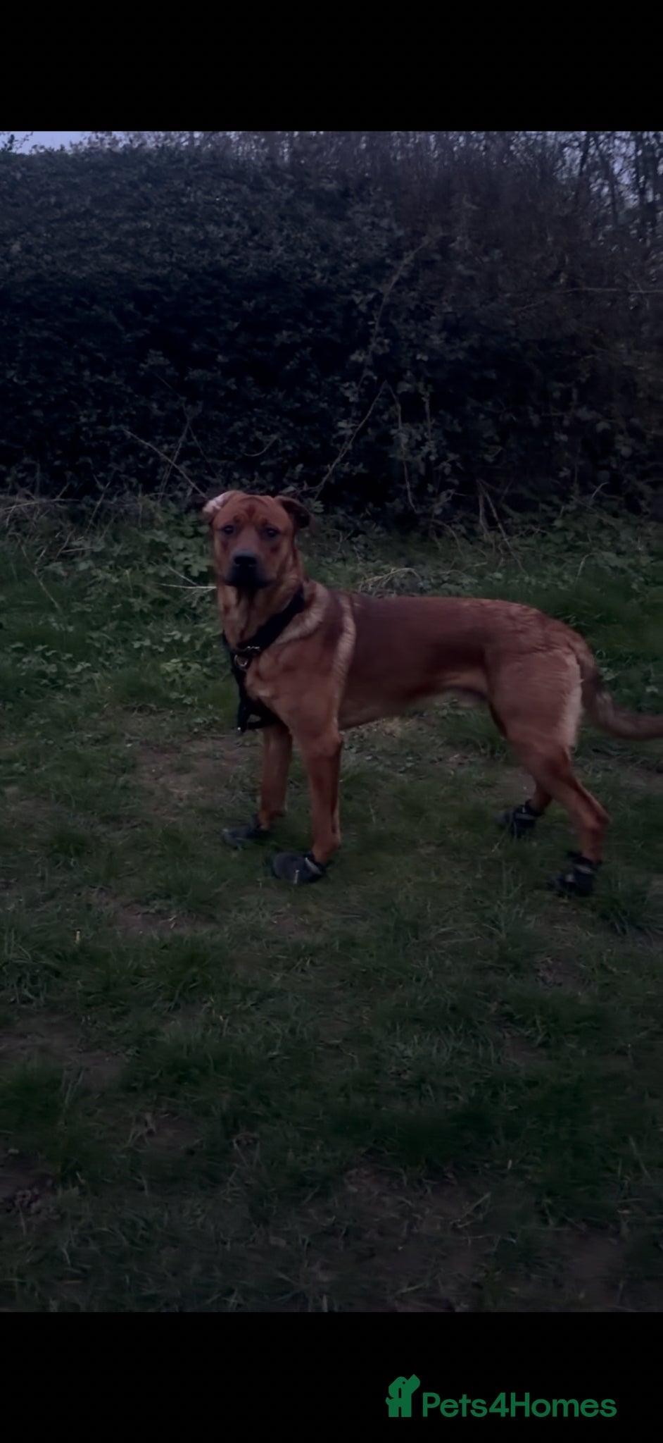 Mixed Breed dogs rottie x dutch herder for stud - Advert 1