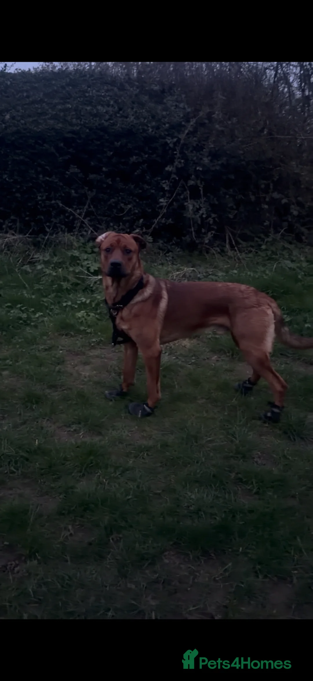 Mixed Breed dogs for stud: rottie x dutch herder for stud in Birmingham - Advert 1