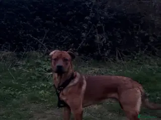 Mixed Breed dogs rottie x dutch herder for stud - Advert 1