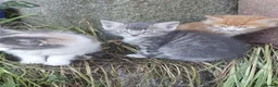 Mixed Breed cats for sale: Fluff and Tumble - Advert 8