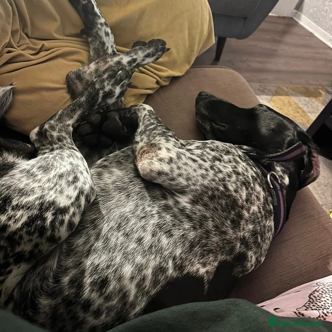 Mixed Breed dogs for adoption: Bracken (German Pointer mix) - Advert 9